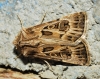 Agrotis obesa