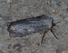 Agrotis puta ?