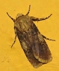 Agrotis puta