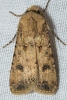 Agrotis segetum