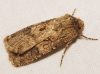 Agrotis sp.