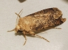 Agrotis sp.