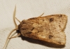 Agrotis sp.