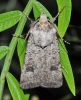 Agrotis trux