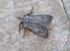 Agrotis turatii