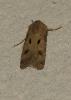 Agrotis exclamationis (Linnaeus, 1758)