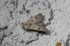 Agrotis exclamationis