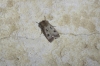 Agrotis exclamationis