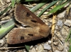 Agrotis exclamationis