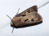 Agrotis exclamationis