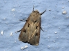 Agrotis exclamationis