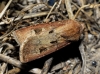 Agrotis exclamationis