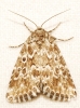 Alvaradoia disjecta