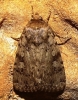 Amphipyra effusa