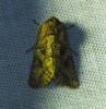 Anarta pugnax