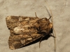 Apamea alpigena