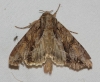 Apamea monoglypha