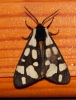 Arctia villica