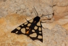 Arctia villica