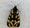 Arctia villica
