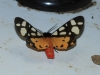 Arctia villica