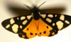 Arctia villica