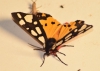 Arctia villica
