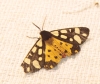 Arctia villica