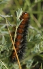 Arctia cf. villica