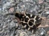 Artimelia latreillei