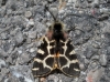 Artimelia latreillei