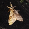 Calliteara pudibunda
