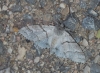 Calliteara pudibunda