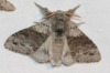 Calliteara pudibunda