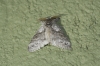 Calliteara pudibunda