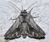 Calophasia platyptera