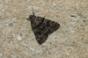 Catocala nymphagoga