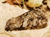 Catocala nymphagoga
