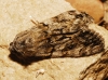 Catocala nymphagoga