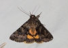 Catocala nymphagoga