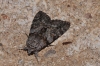 Catocala nymphagoga
