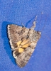 Catocala nymphagoga
