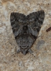 Catocala nymphagoga