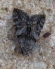 Catocala nymphagoga