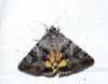 Catocala nymphagoga