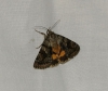 Catocala nymphagoga