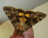 Catocala nymphagoga