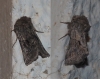 Cleonymia yvanii Cleonymia yvanii