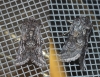 Cleonymia yvanii Cleonymia yvanii
