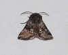 Cleonymia yvanii Cleonymia yvanii